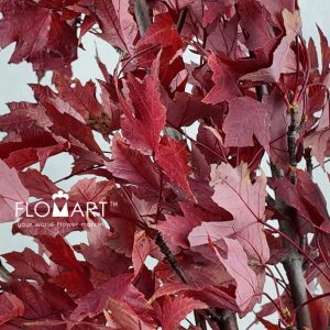 Maple Leaf Red - Image 2