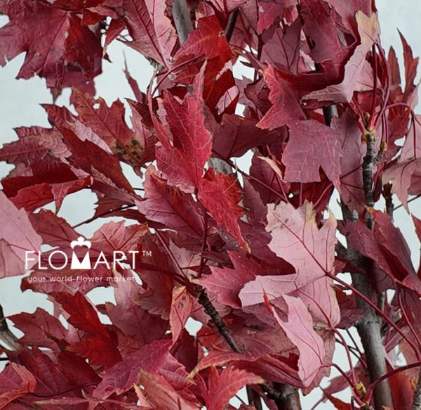 Maple Leaf Red