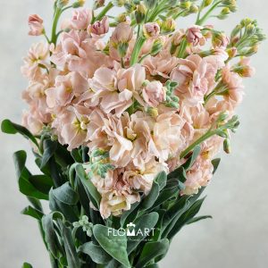 Matthiola Champagne
