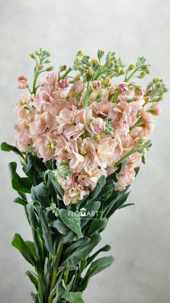 Matthiola Champagne