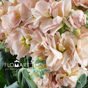 Matthiola Champagne - Image 2