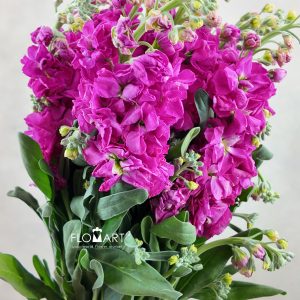 Matthiola Cherry