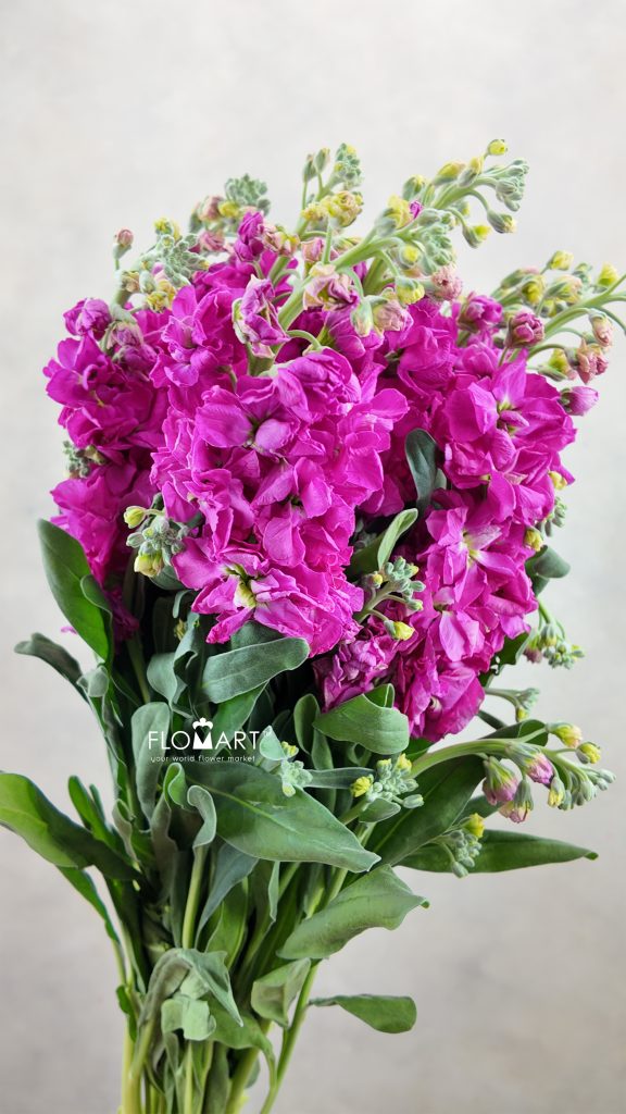 Matthiola Cherry