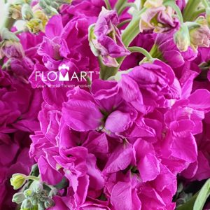 Matthiola Cherry - Image 2