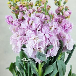 Matthiola Light Pink
