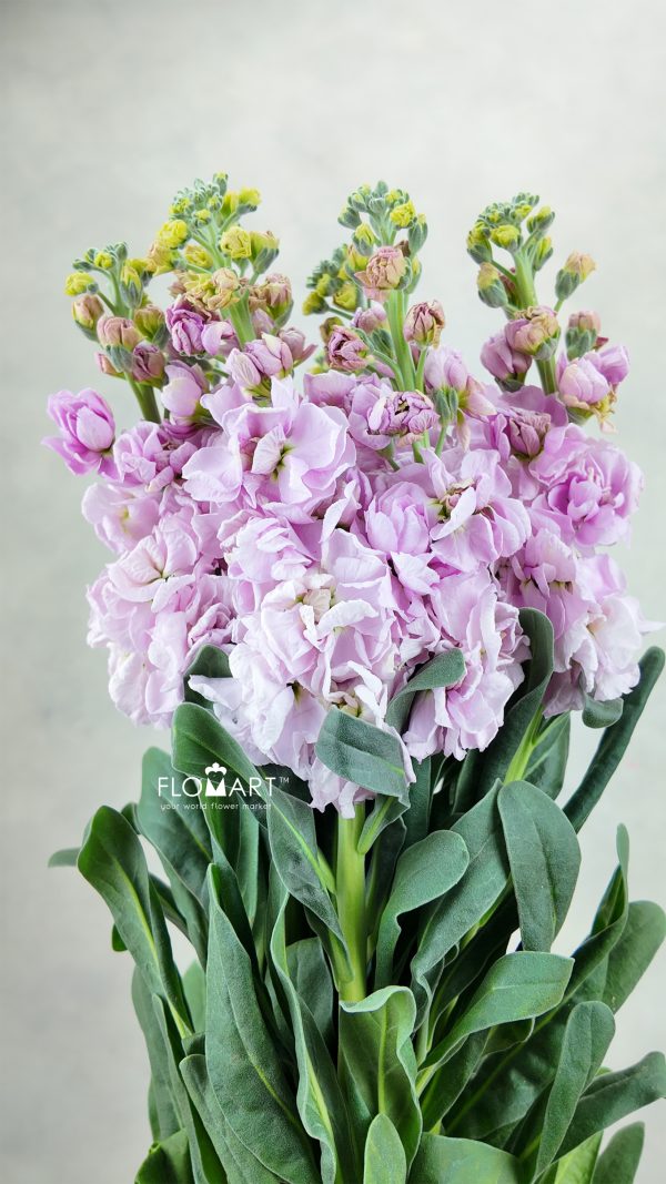 Matthiola Light Pink