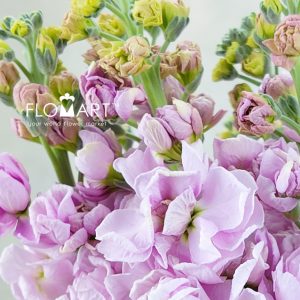 Matthiola Light Pink - Image 2
