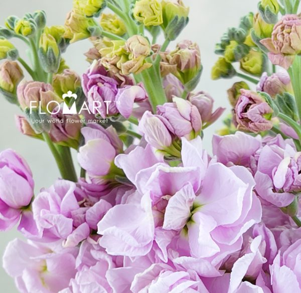 Matthiola Light Pink