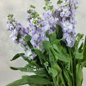 Matthiola Light Purple