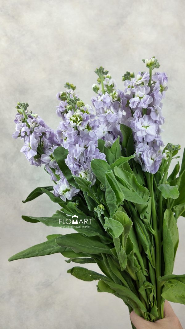 Matthiola Light Purple