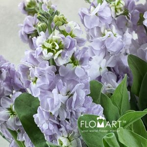 Matthiola Light Purple - Image 2