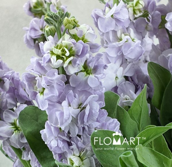 Matthiola Light Purple
