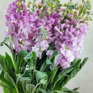 Matthiola Pink