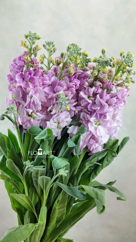 Matthiola Pink