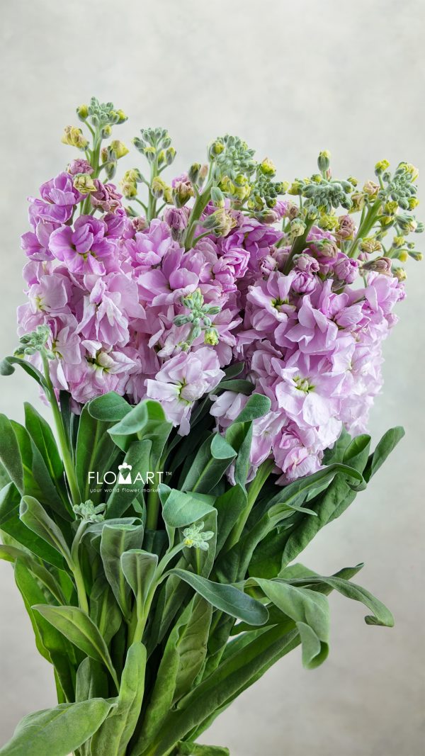 Matthiola Pink Matthiola Pink