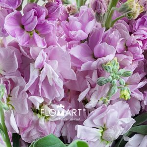 Matthiola Pink - Image 2