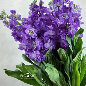 Matthiola Purple