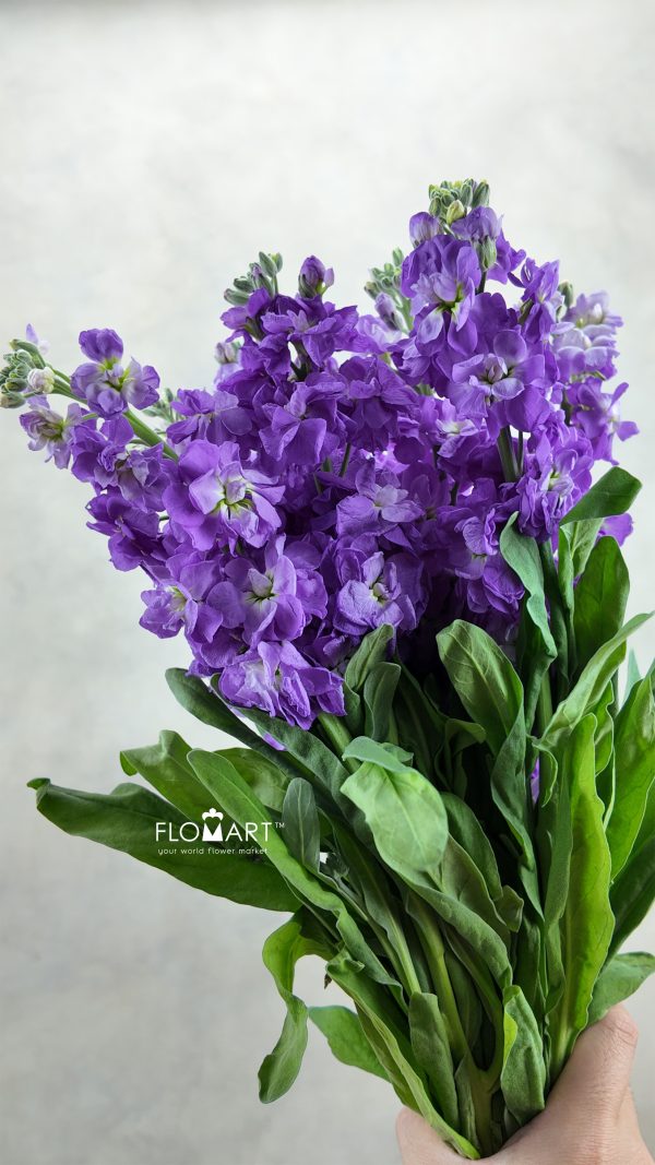 Matthiola Purple