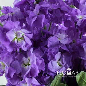 Matthiola Purple - Image 2