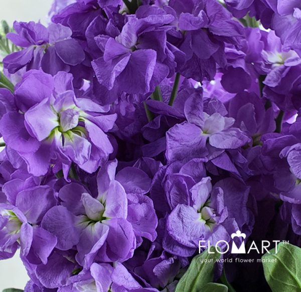 Matthiola Purple