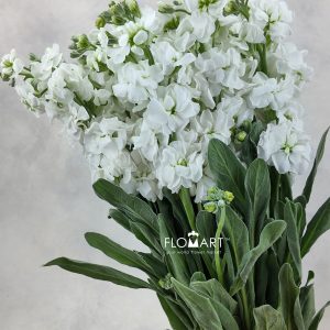 Matthiola White
