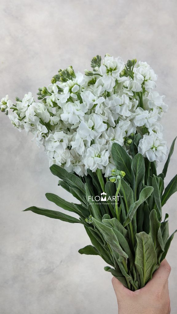 Matthiola White
