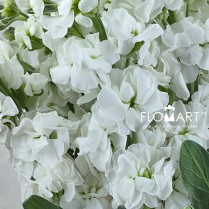Matthiola White - Image 2