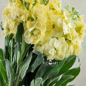 Matthiola Yellow
