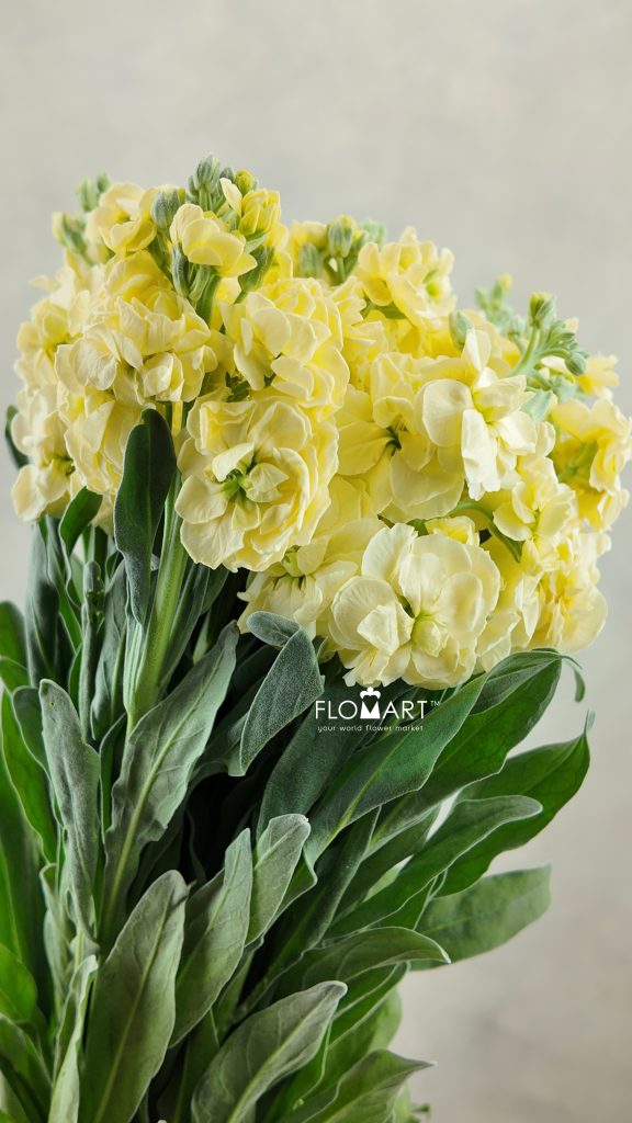 Matthiola Yellow