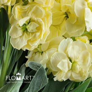 Matthiola Yellow - Image 2