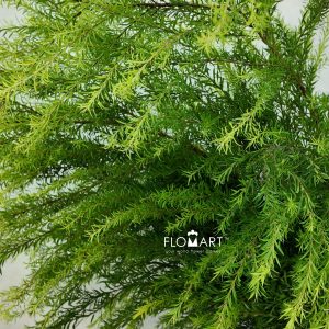 Melaleuca Green