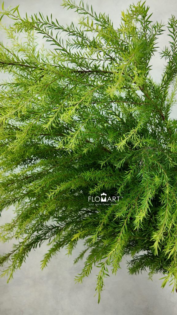 Melaleuca Green