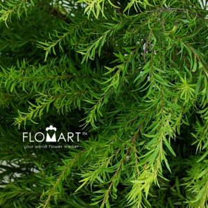 Melaleuca Green - Image 2