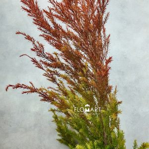Melaleuca Red Gold