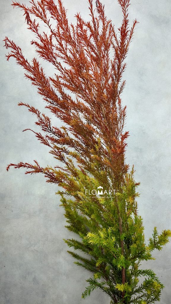 Melaleuca Red Gold