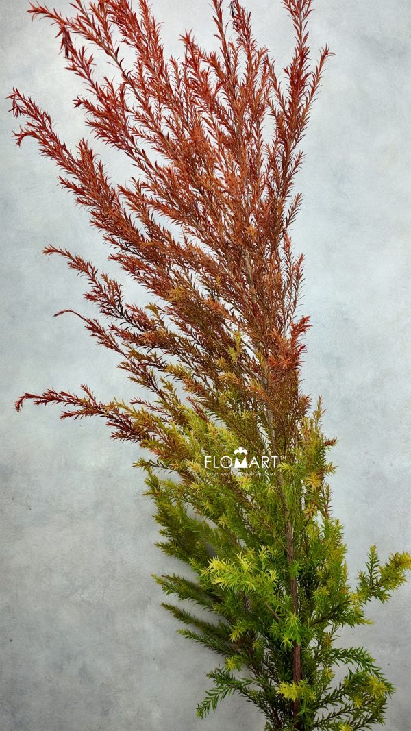 Melaleuca Red Gold