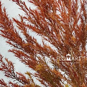 Melaleuca Red Gold - Image 2