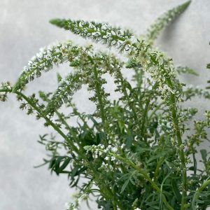 Mignonette