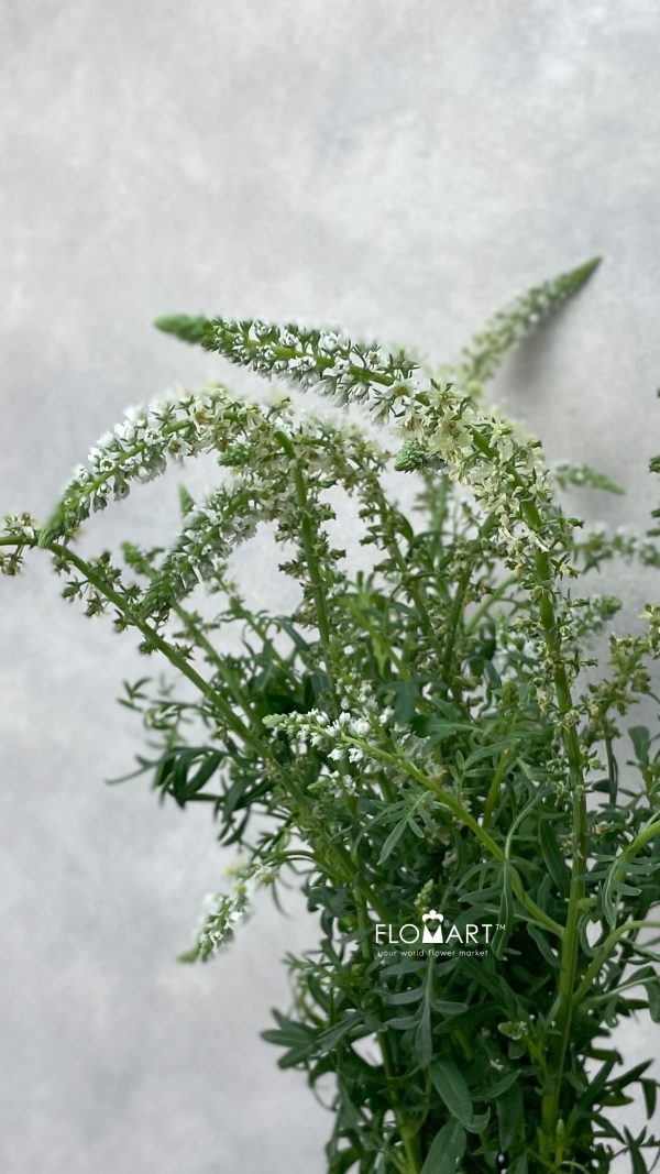 Mignonette Mignonette