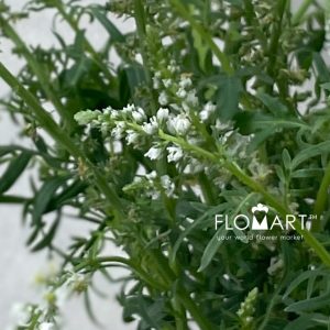 Mignonette - Image 2