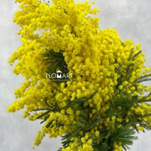 Mimosa Gaulois