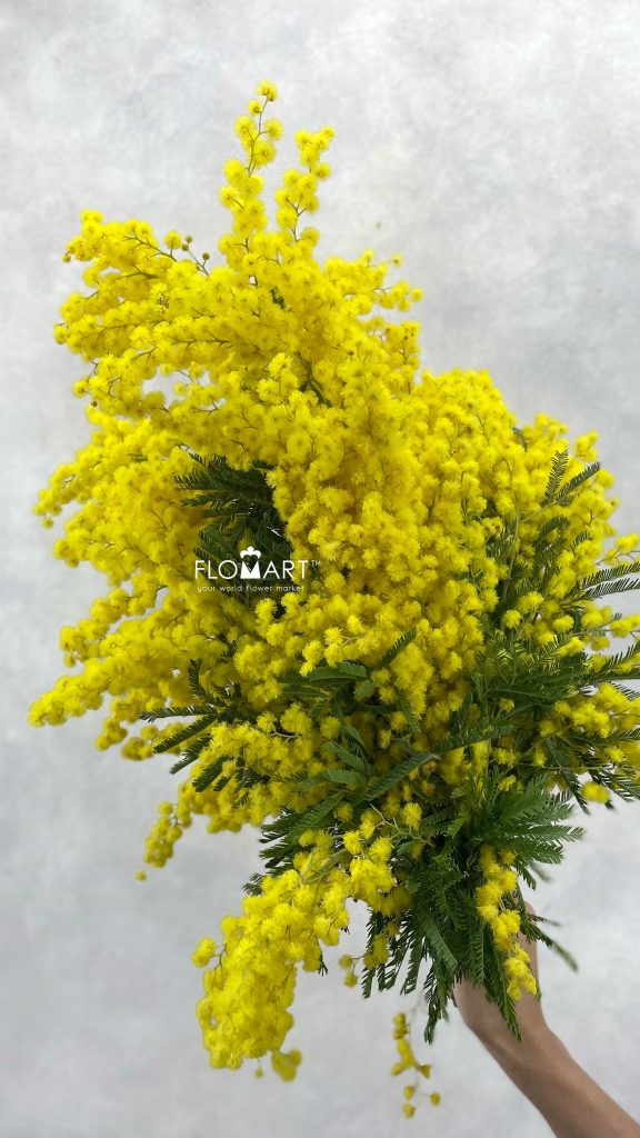 Mimosa Gaulois