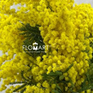 Mimosa Gaulois - Image 2