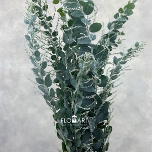 Mimosa Leaf