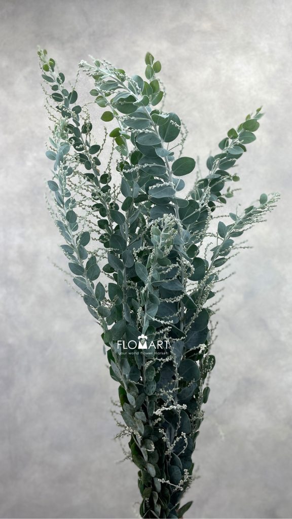 Mimosa Leaf