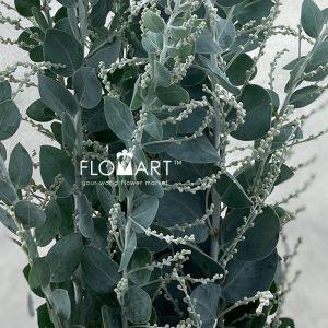 Mimosa Leaf - Image 2