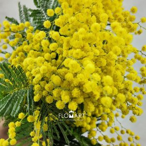 Mimosa Mirandol
