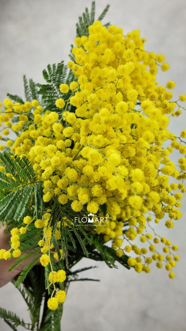 Mimosa Mirandol