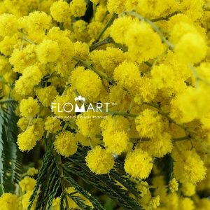 Mimosa Mirandol - Image 2