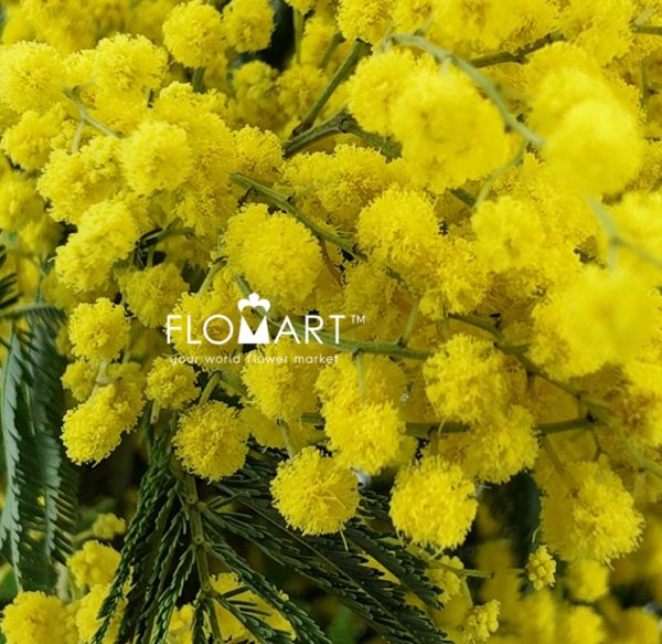 Mimosa Mirandol